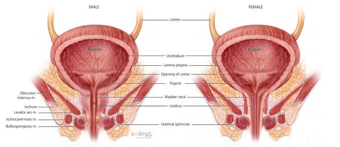 Vagina muscles strengthening for better sex