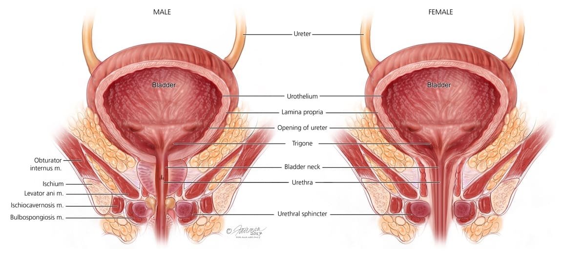 Vagina muscles strengthening for better sex