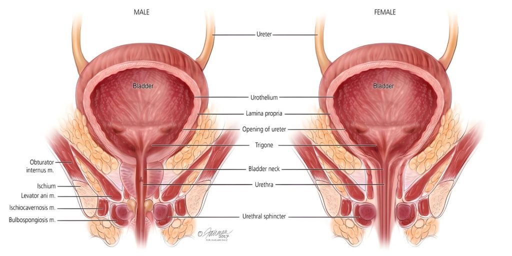 Strengthen Your Vagina Muscles For Better Sex