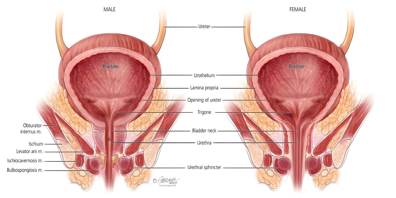 Strengthen Your Vagina Muscles For Better Sex